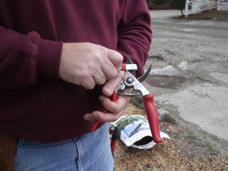 Winter is a good time to prune